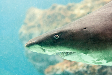Головний секрет акулячого жиру: алкілгліцерол