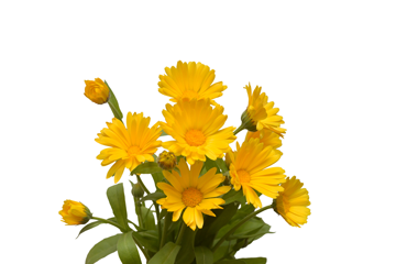 Квітки нагідок: чим корисна календула?