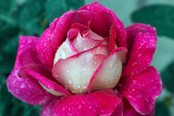 Для чого потрібен гідролат з пелюсток троянд